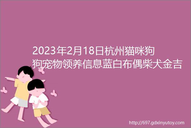 2023年2月18日杭州猫咪狗狗宠物领养信息蓝白布偶柴犬金吉拉低价领养